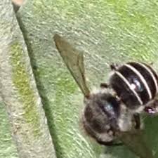 Males have a green head with a black and yellow striped body. Black And White Striped Bee Project Noah