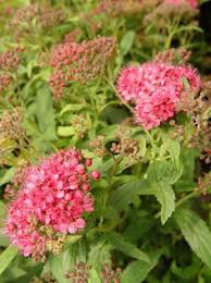 Image result for Spiraea japonica ´Little Princess