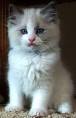 Available Selkirk Rex Kittens For Sale & Cats For Adoption