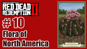 Deeper planting may cause them to rot. Rdr2 Flora Of North America 10 Horse Crippler Cactus Cigarette Card Turkce Tayperyum Youtube