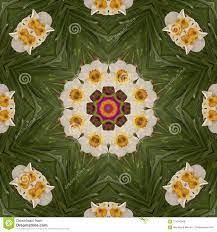 Daffodil Flower Rangoli Best Flower Wallpaper