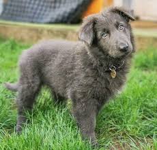 Puppy is sold to the bearing family. Is The Blue German Shepherd Really Blue Find Out Here K9 Web