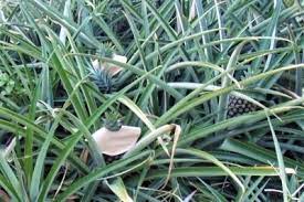 Pin On Plants