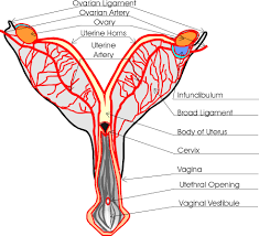 This video goes over very basic dog body language. Dog Reproduction Anatomy Safari Veterinary In League City Tx
