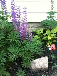 If growing the taller selections in a windy location, support these with stakes and twine, or velcro plant ties, to support them from falling over. Lupins In Full Bloom Easy Plant To Grow Easy Plants To Grow Garden Plant Pots Plants