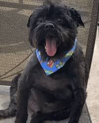 With tenor, maker of gif keyboard, add popular thor animated gifs to your conversations. Little Fat Dog Gifs Get The Best Gif On Giphy