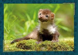 Image result for kuna lesní obrázky