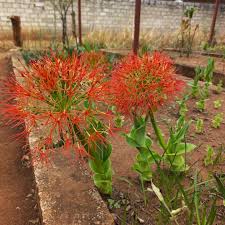 Image result for Tulbaghia cameronii