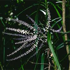 Image result for Cordyline stricta