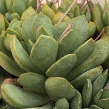 Image result for Chassalia umbraticola