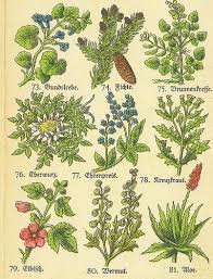Pin Auf Deutsche Kraeuter