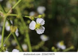 Image result for Alismataceae