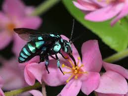 Maybe you would like to learn more about one of these? Australian Native Bees Gardening With Angus