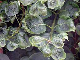 My lilac bush (2 years old) has curling leaves with brown edges. Ask Extension My Lilacs Seem To Be Dying What Can I Do Umn Extension