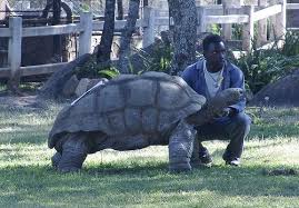 The Giant Tortoise At The Lion Cheetah Park This Tortoise Is More Than 300 Yrs Old Amazing Tortoise Giant Tortoise Baboon