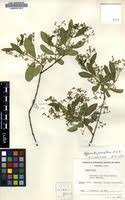 Image result for Hippocratea parviflora