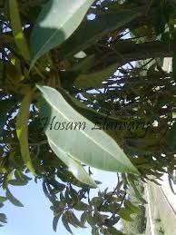 Image result for Ficus scassellatii