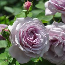 いばらきフラワーパーク