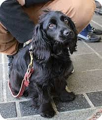 Black And Tan Cocker Spaniel For Sale Los Angeles Bridgett Adopted Dog Richmond Va Cocker Spaniel Dachshund Mix Cocker Spaniel Cocker Spaniel Mix Spaniel