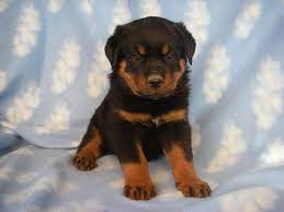 Built for different types of dog sports such as obedience, tracking, agility, and retrieving, the labrottie has a muscular body with a slightly broad head, somewhat arched. Labrottie Labrador Retriever Rottweiler Mix Info Puppies Pictures