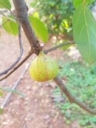 Image result for Ficus bubu