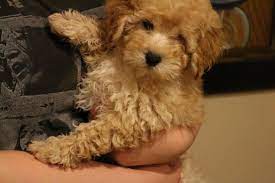Available now you will fall in love. Puppies For Sale Goldendoodle Puppy Mini Goldendoodle Puppies Mini Goldendoodle