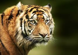 Handyhüllen mit einzigartigen bengalischer tiger designs. Img Freepik Com Fotos Kostenlos Selektiver Foku