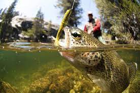 Rbff S Take Me Fishing Campaign If You Want To Learn How To Fish They Ll Help You Out With Their Awesome Interactive Fly Fishing Trout Fishing Fishing Lures