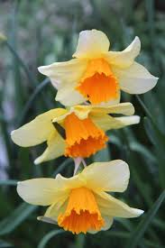 Il narciso è un fiore dalla potente fiori gialli piccoli in nome dei fiori: Narciso Coltivazione E Curiosita Del Narcissus Pianta Dai Bellissimi Fiori