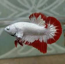 Red Diamond Dragon Betta Note How The Silvery Pigment Covers The Eye Ikan Eksotis Ikan Cupang Ikan
