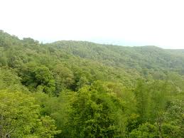 Parambikulam Tiger Reserve Wikipedia And skirting these exotic destinations are some of the. parambikulam tiger reserve wikipedia