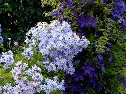 Campanula Lactiflora Prichard S Variety At Digging Dog Nursery Campanula Dog Nursery Rock Garden Plants