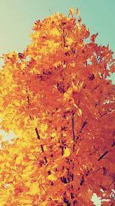 Colorful Autumn Tree Leaves Iphone 6 Wallpaper Download Iphone Wallpapers Ipad Wallpapers One Stop Dow Fall Wallpaper Iphone Wallpaper Fall Iphone Wallpaper