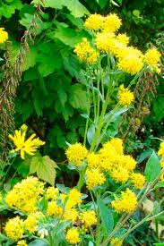 Image result for Vernonia centaureoides