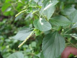 Image result for Acalypha fruticosa