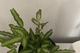 Image result for Pteris buchananii