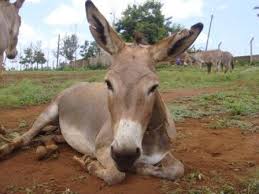 He had two pets — a dog and a donkey. Donkeys New With Animal Welfare Information Infonet Biovision Home
