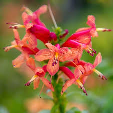 Image result for Tecomaria