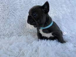 Try contacting maine dog rescue groups that help all breeds. Loveable Blue French Bulldogs Home