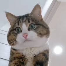 Sevindirici Haberler On Twitter Harika Pozlar Veren Kedicik Bugun Goreceginiz En Guzel Gorsel Sov Olabil In 2020 Funny Animal Videos Cute Animals Cute Funny Animals