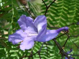 Image result for Jacaranda mimosifolia