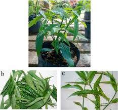Seems there's something about this that may be helpful. Clinacanthus Nutans A Review Of The Medicinal Uses Pharmacology And Phytochemistry Sciencedirect