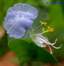 Image result for Commelina congesta