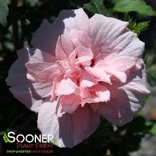 Image result for Hibiscus syriacus ´Pink Chiffon