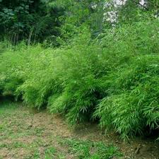 We would like to show you a description here but the site won't allow us. Bamboo Fargesia Rufa Buy Bamboo Fargesia Rufa Fargesia Rufa