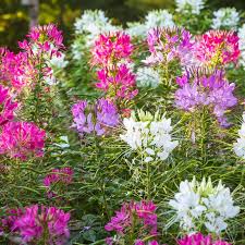 Image result for Cleome
