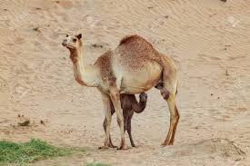 They can shut their nostrils during sand baby camels are called calves. Camel Mother And Baby Newborn Calf In Desert Dubai Uae Main Stock Photo Picture And Royalty Free Image Image 95549060