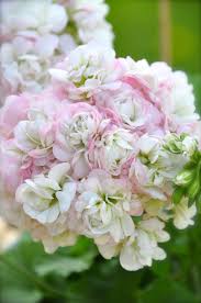 Pelargonium April Snow Beautiful Flowers Flowers Geraniums