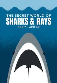 We did not find results for: Vancouver Aquarium The Secret World Of Sharks Rays On Behance