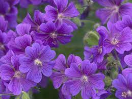 Pin On Landscaping Ideas